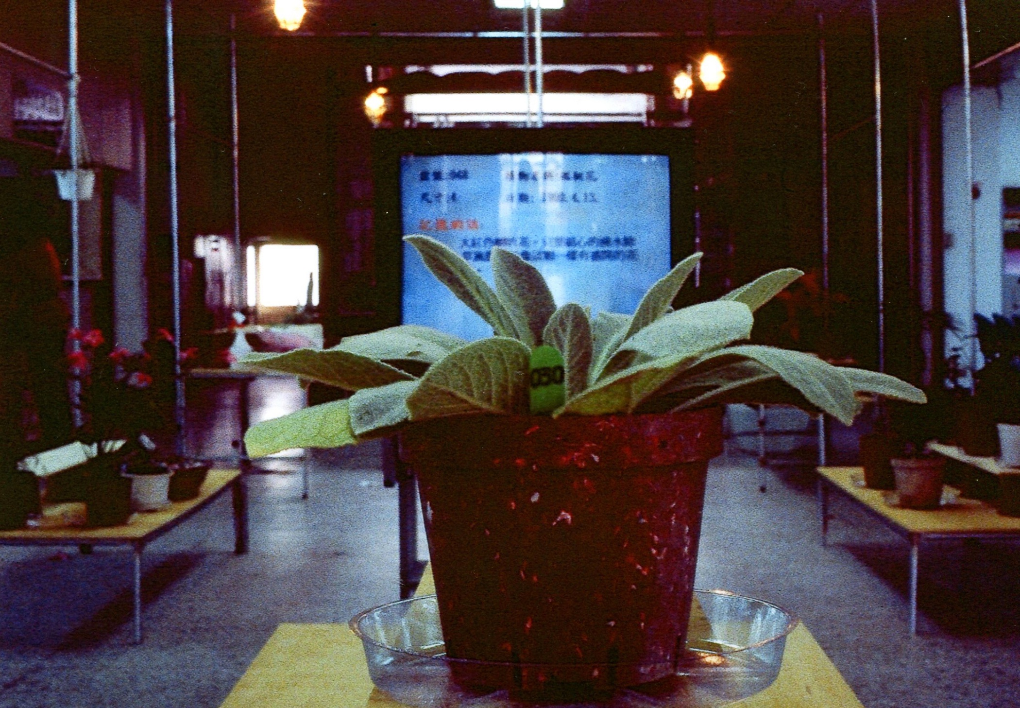 4.河上洲‧有綠洲-5