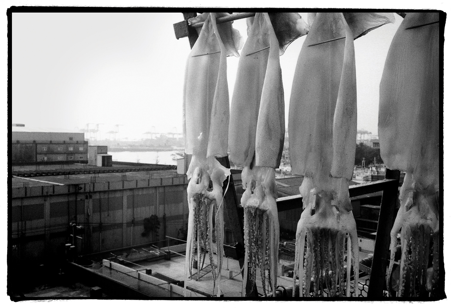 freezingpoint_11-2008_曬魷魚_16X20inch