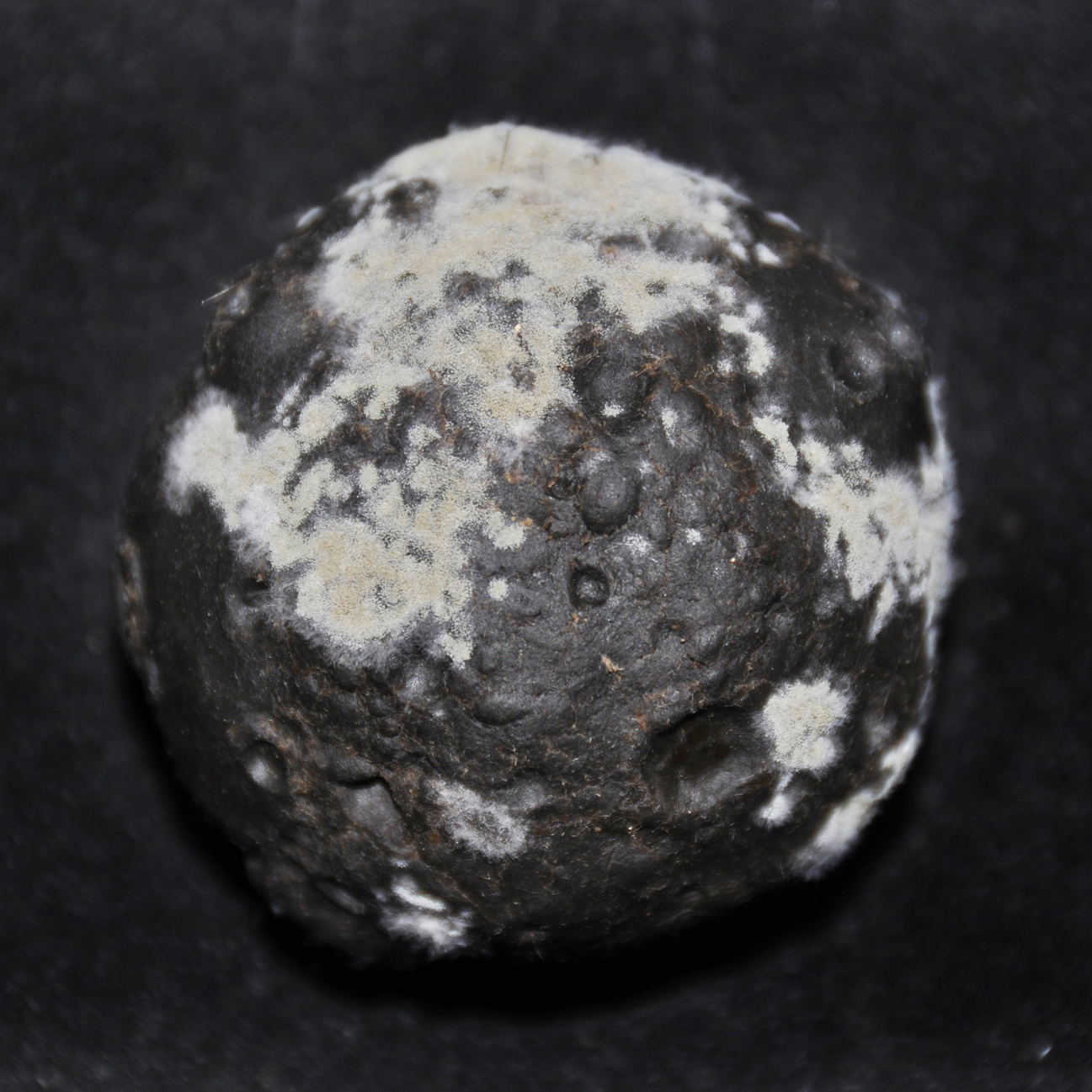 黑星星