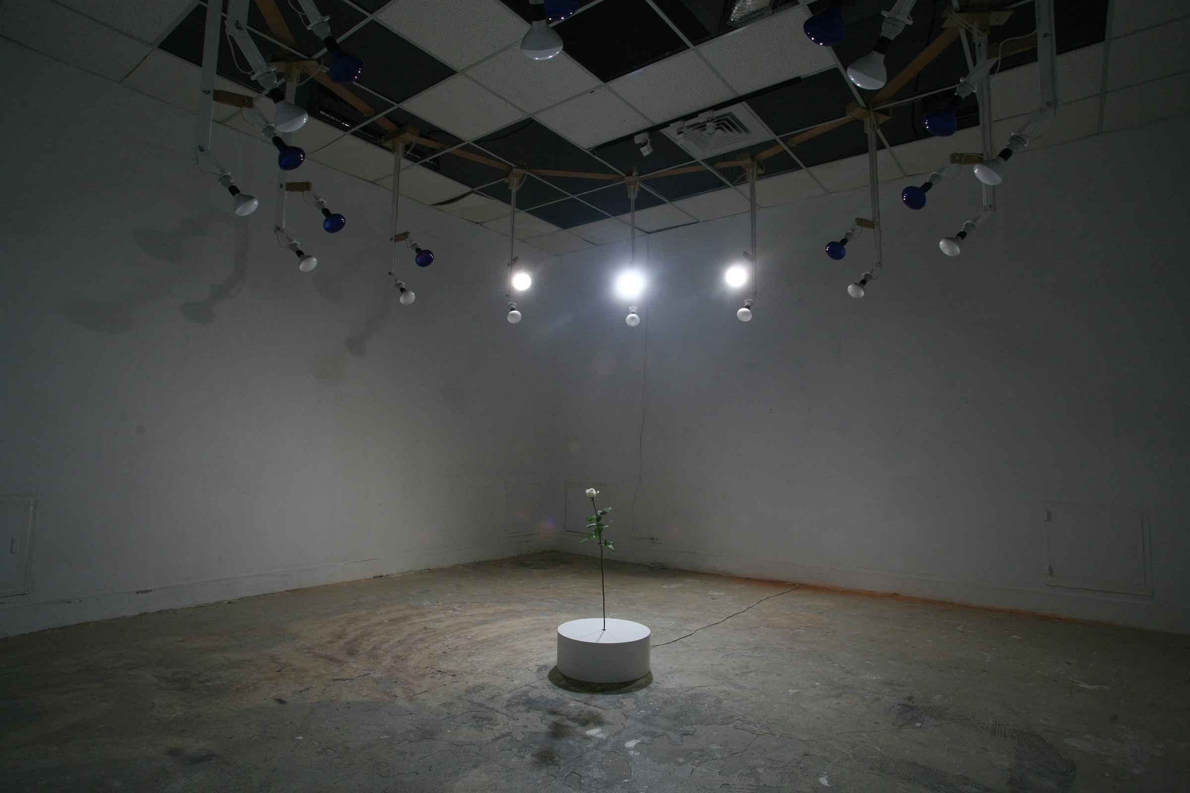 2010_The-Last-Rose_Installation-View-02