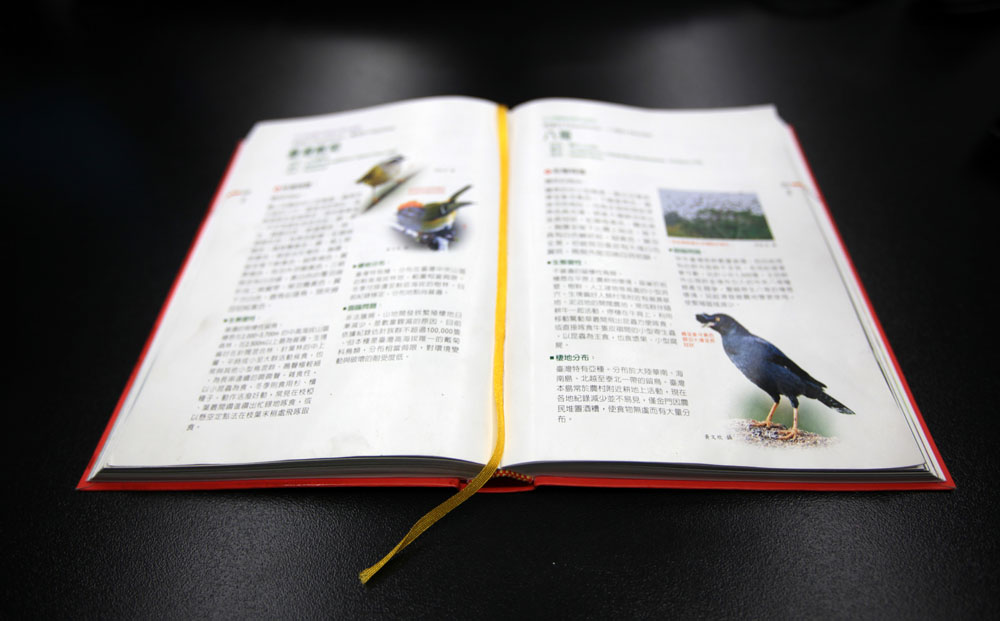 2012-我叫小黑-no.6