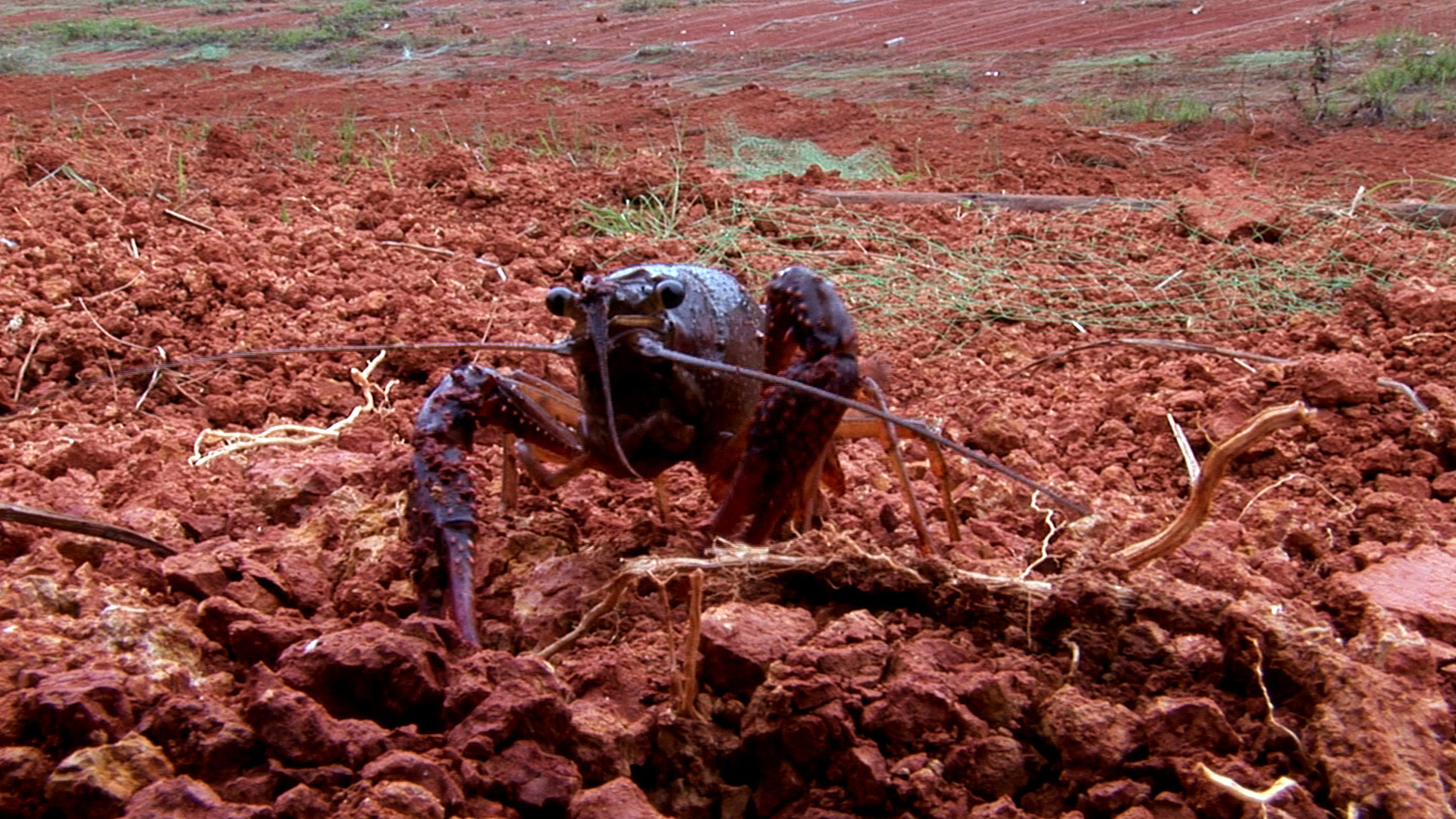 5_linkoumonster_shrimpzilla_155_2009_filmstill
