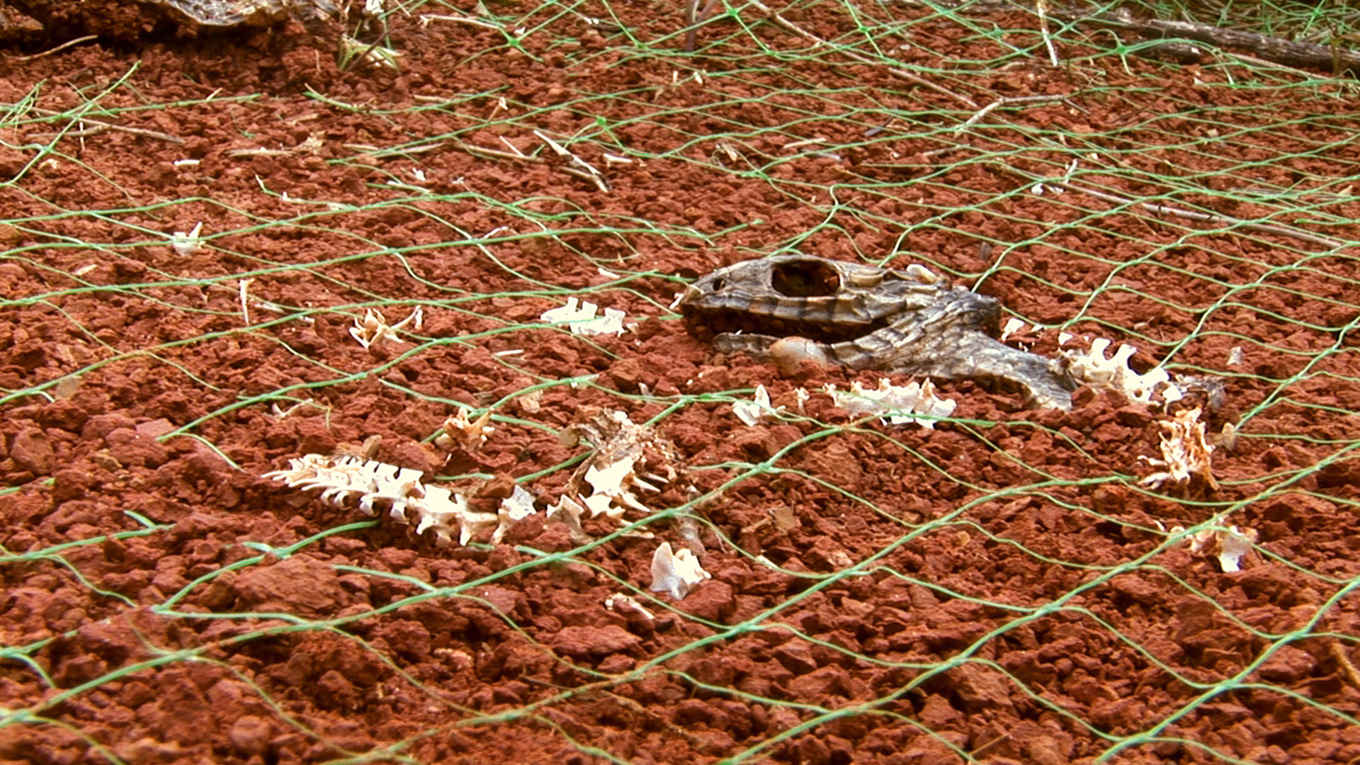 5_linkoumonster_snakezilla_138_2009_filmstill