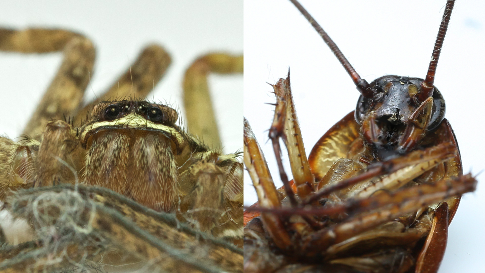 7_cockroach_talk_filmstill02