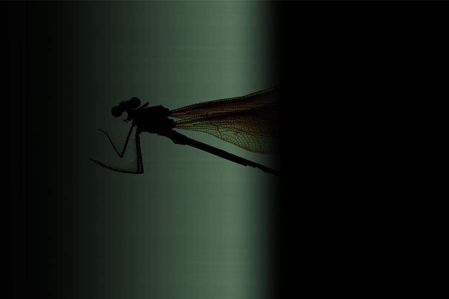 calling-for-Being-toward-death01