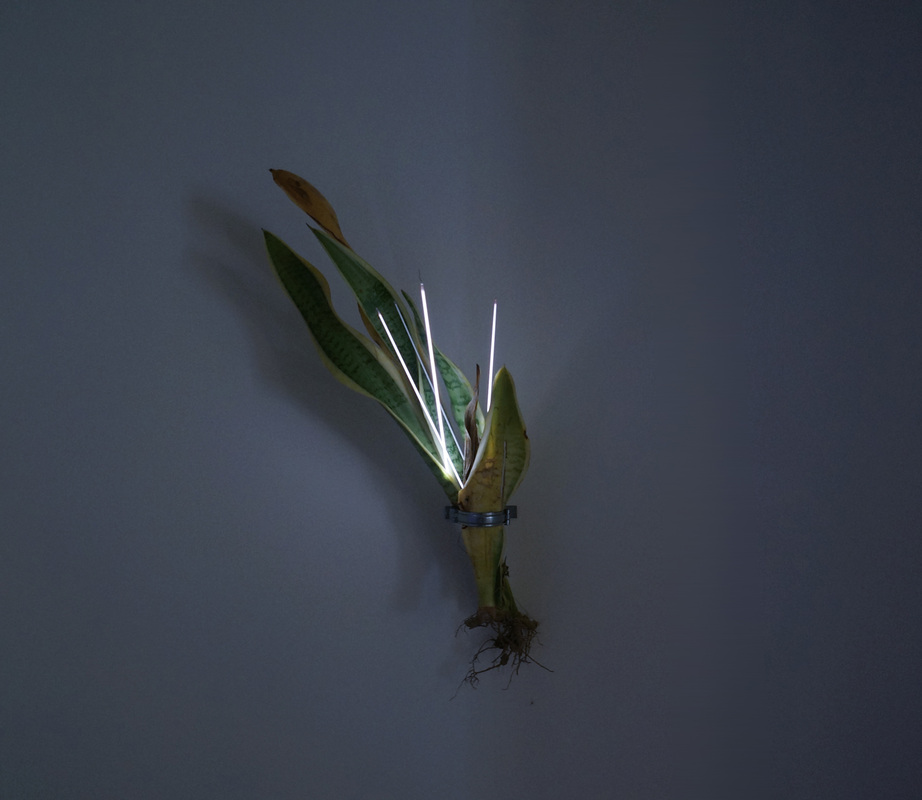4742043_orig