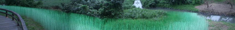 Changes of bamboo