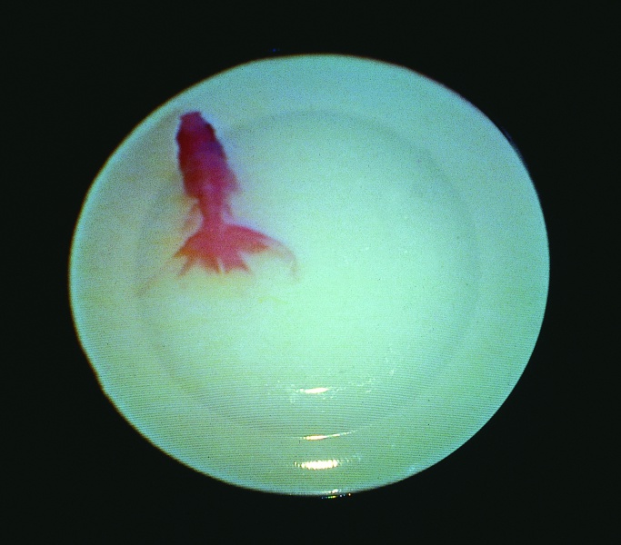 683px-Fish_On_Dish-2