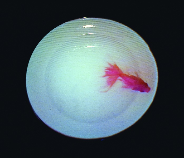 盤中魚