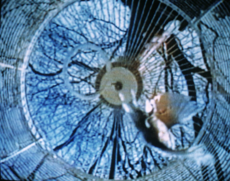 764px-The_Cage-2