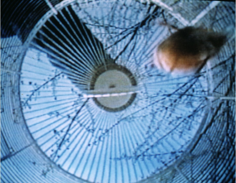 774px-The_Cage-4