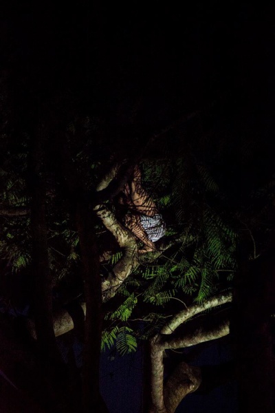 石頭／樹木