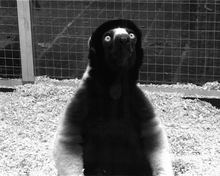 動物園之旅