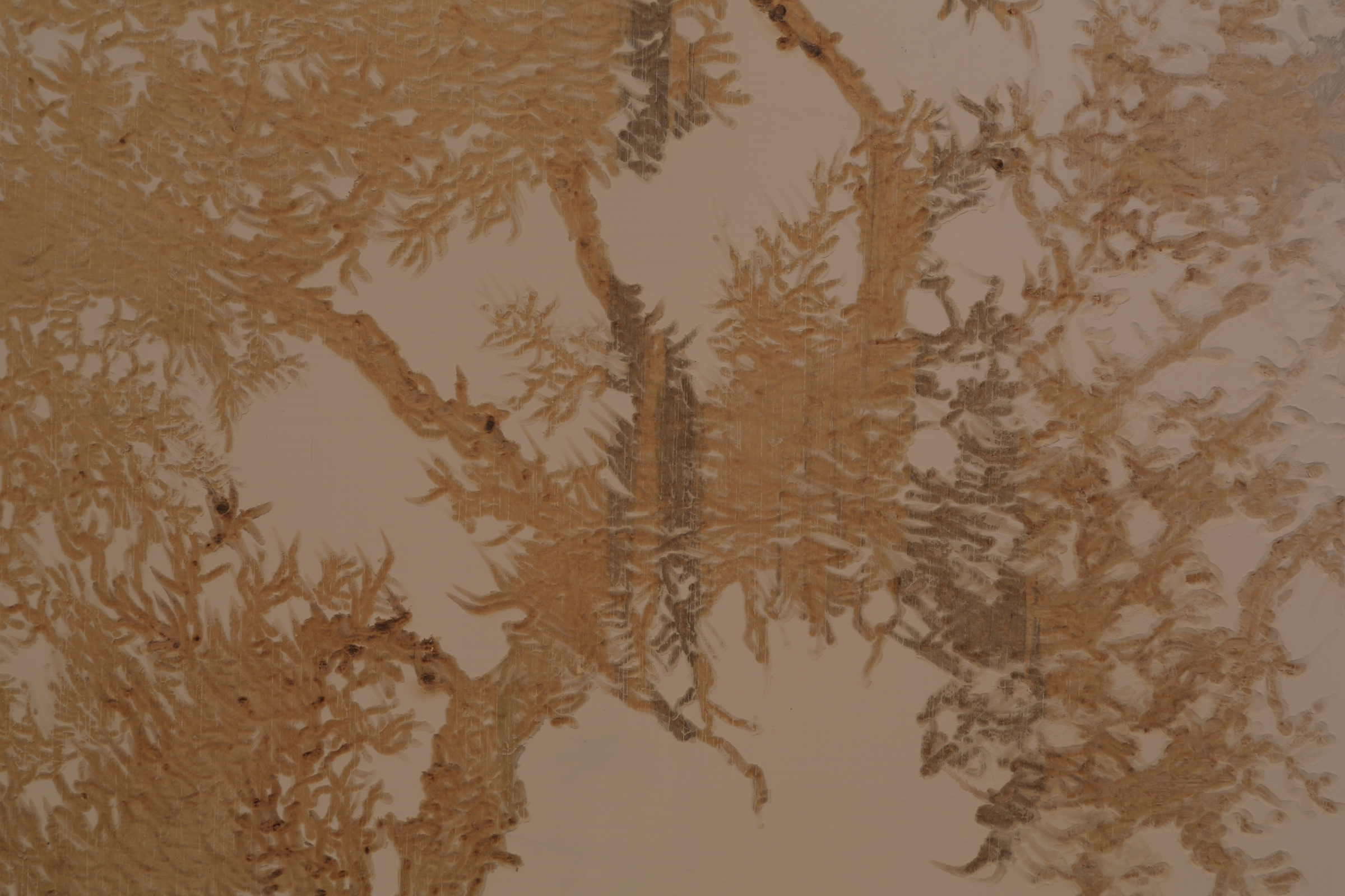 玉山圓柏Juniperus-squamata3