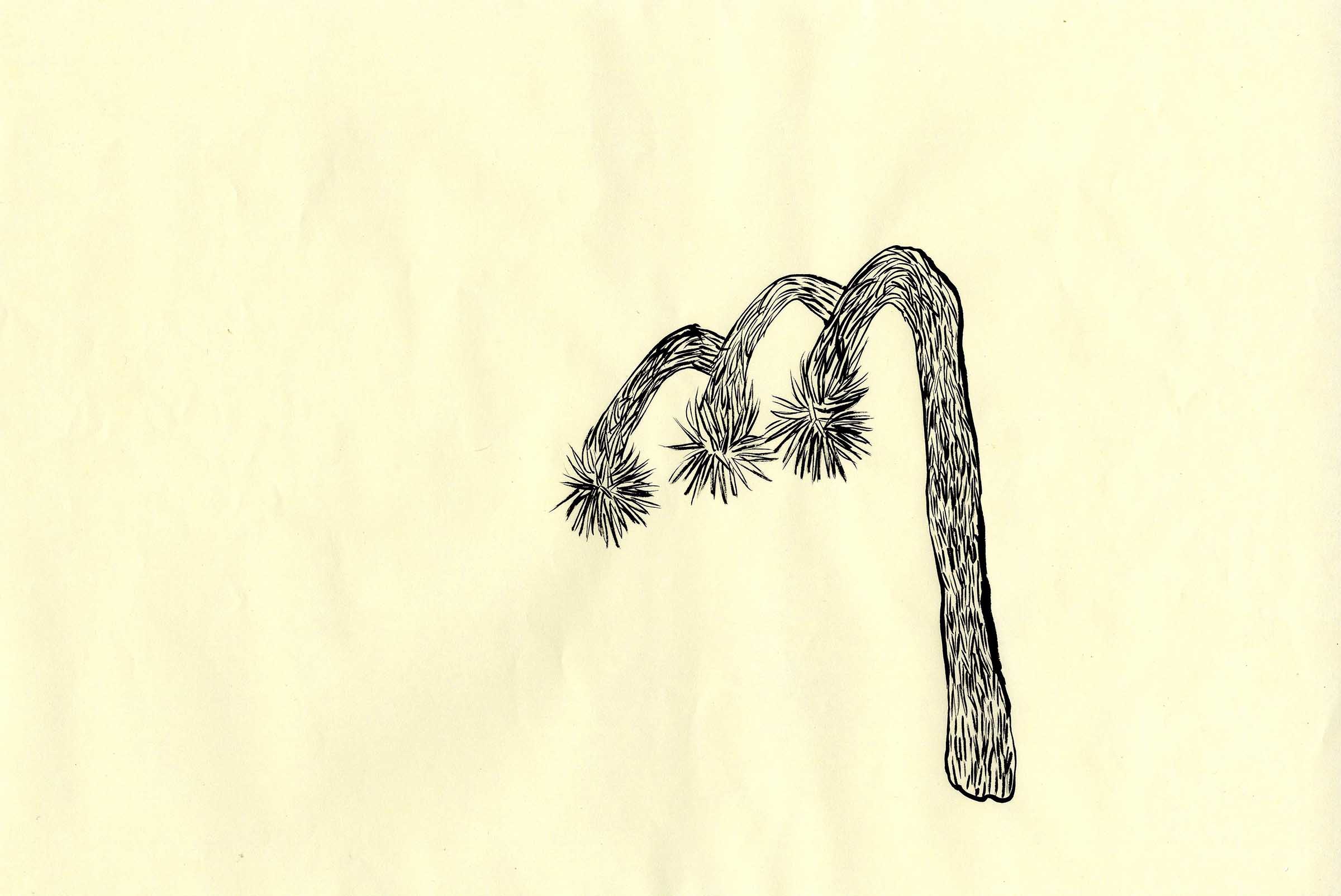 Joshua-Tree2010_selected-drawings_11