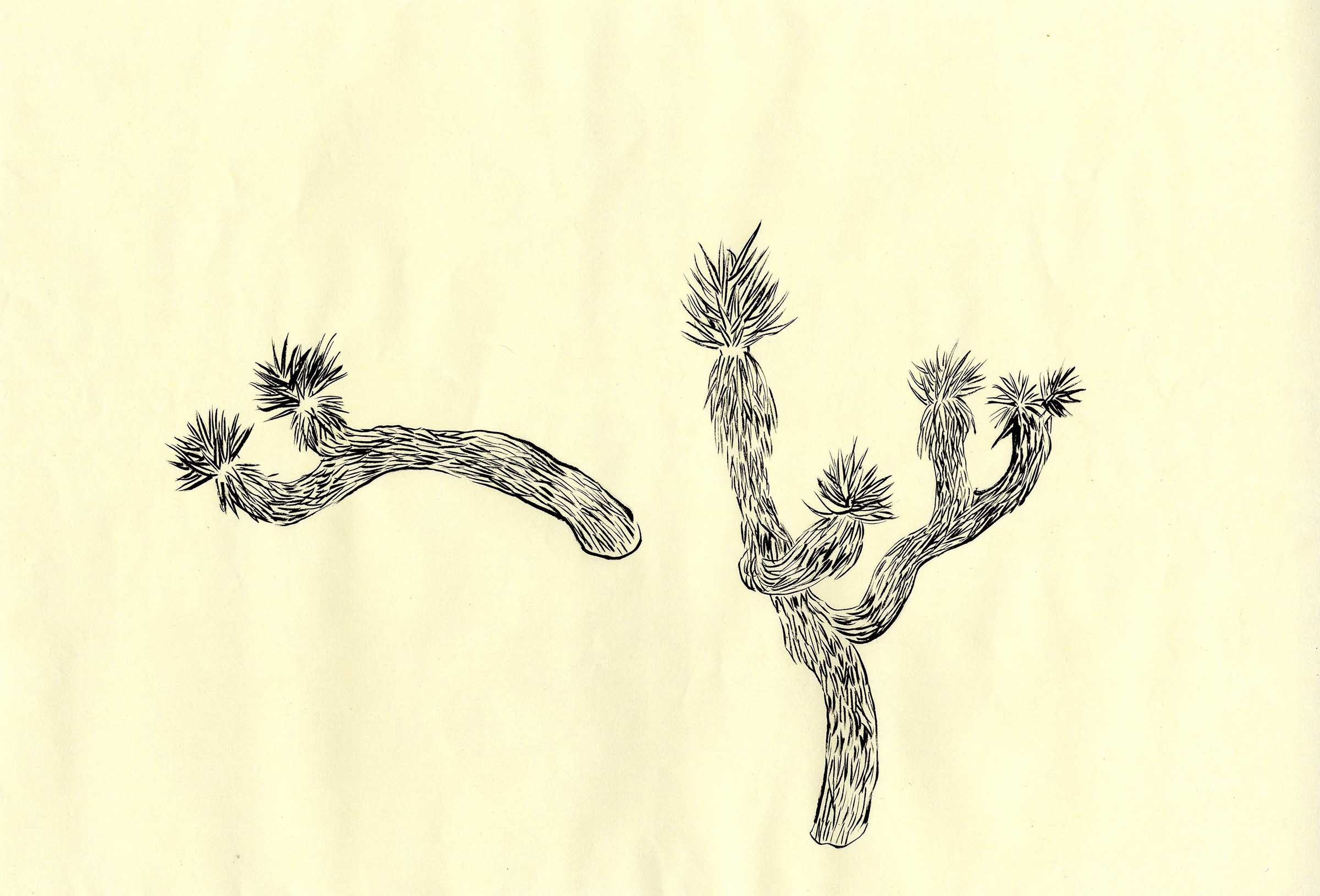 Joshua-Tree2010_selected-drawings_12
