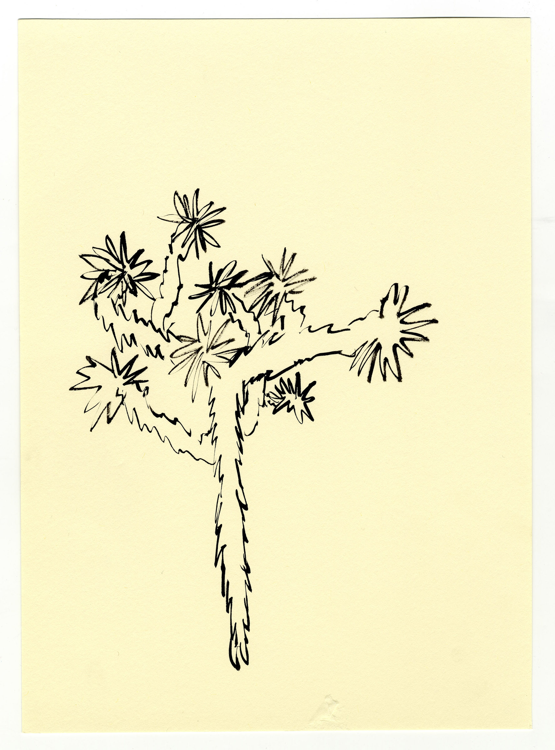 Joshua-Tree2010_selected-drawings_3