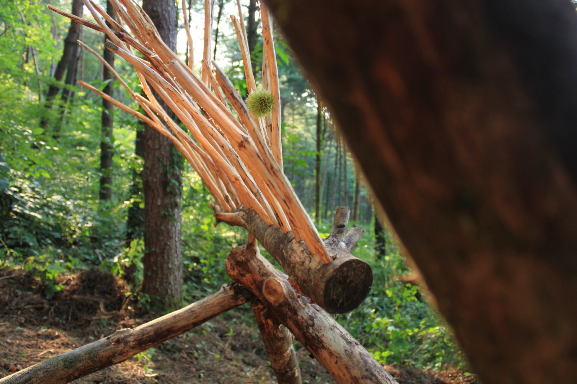 2015-08-林間迴響Forest-Resound-03