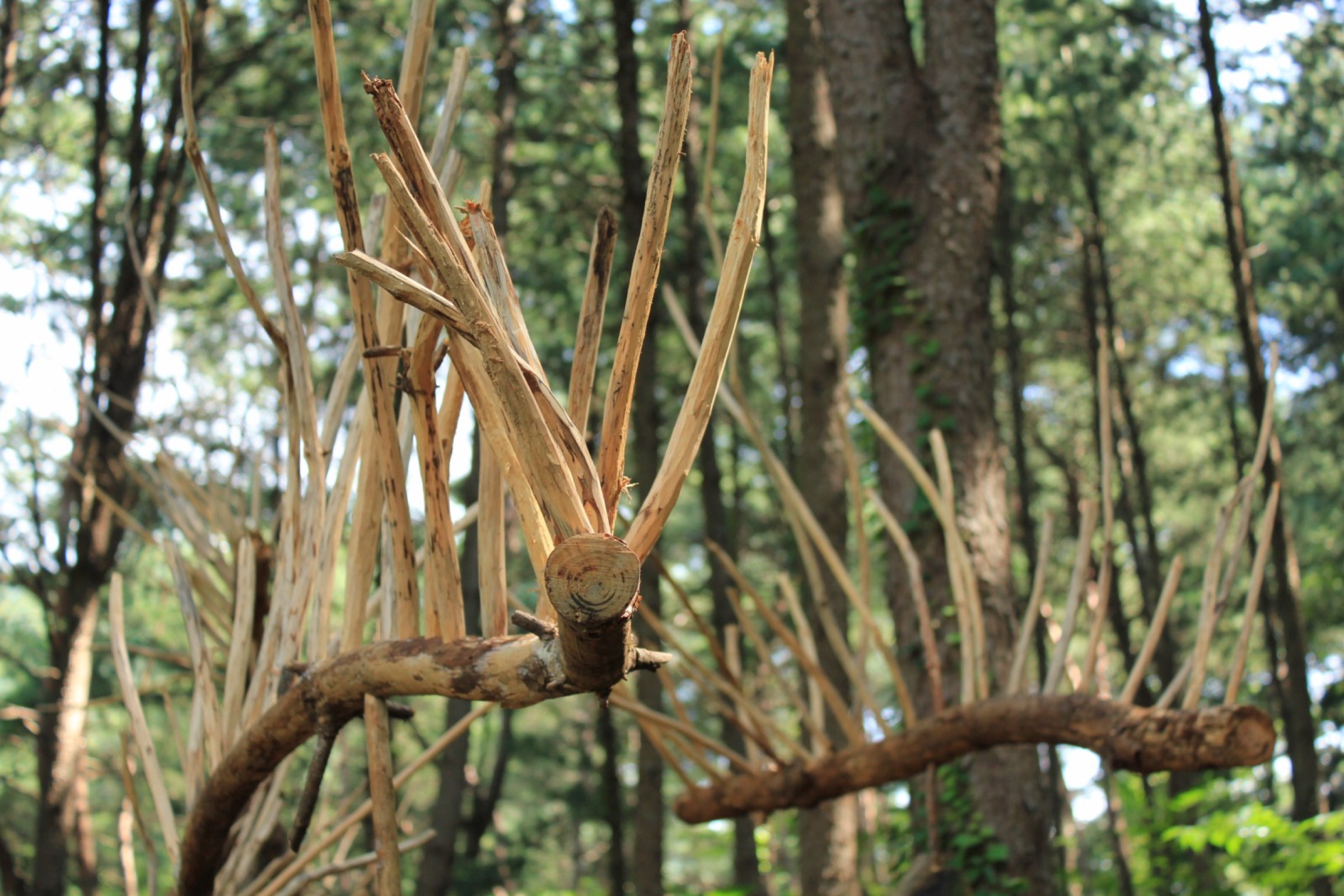 2015-08-林間迴響Forest-Resound-04