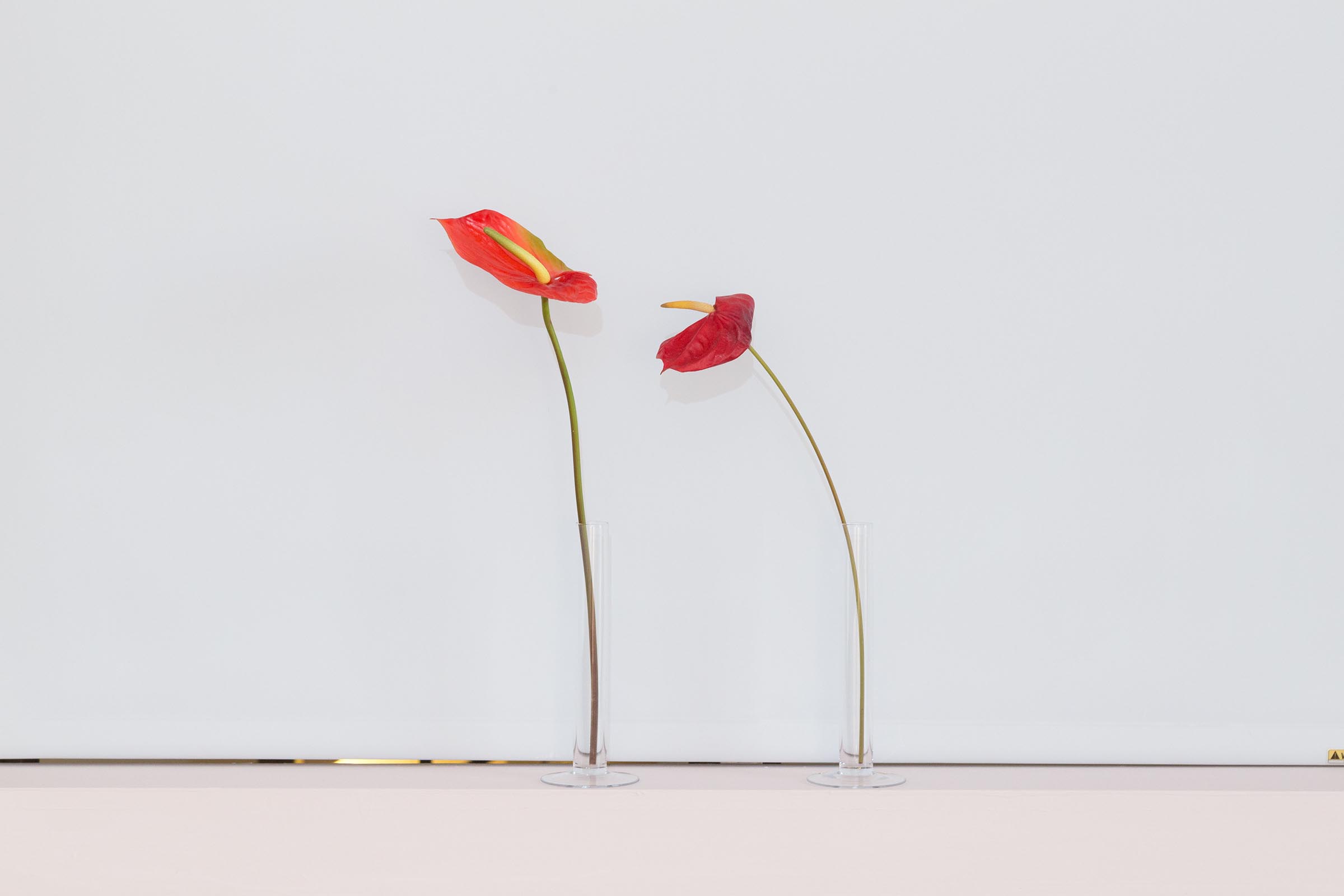 7火鶴花