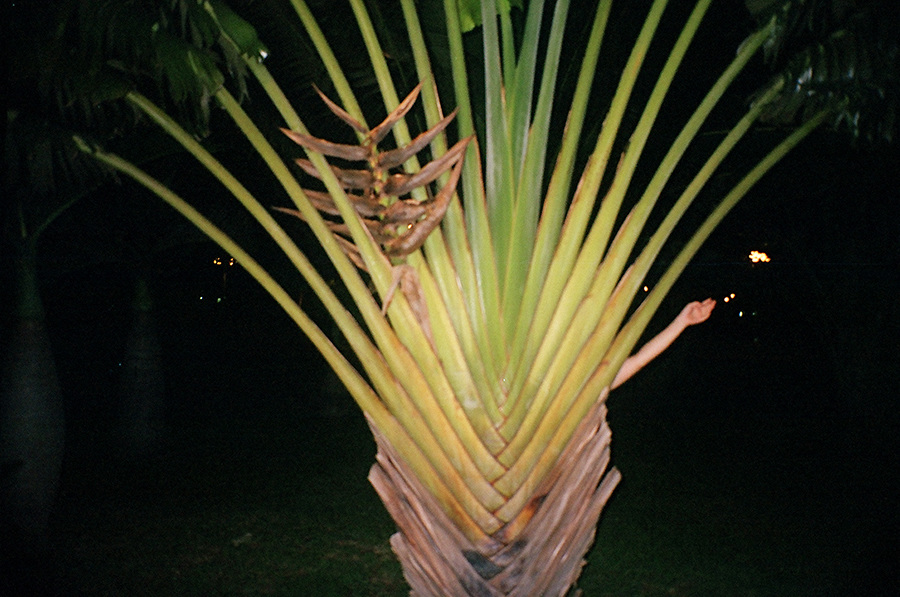 2.-hello-tree-2-w900