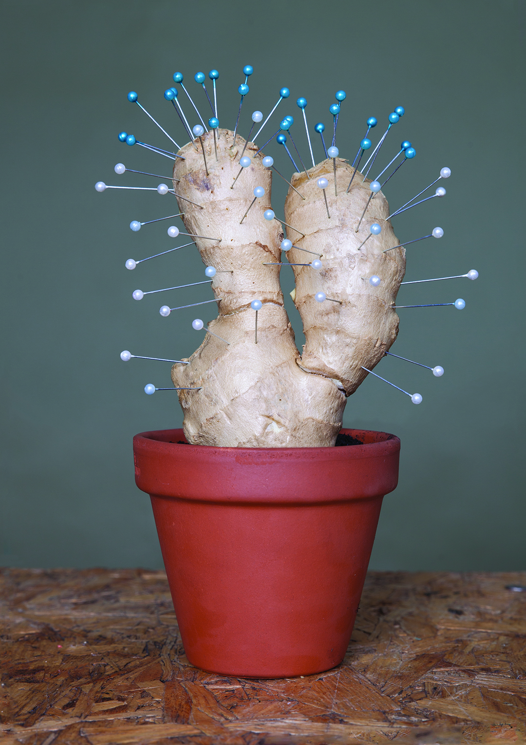 3.whats-up-plant_-cactus-w1080