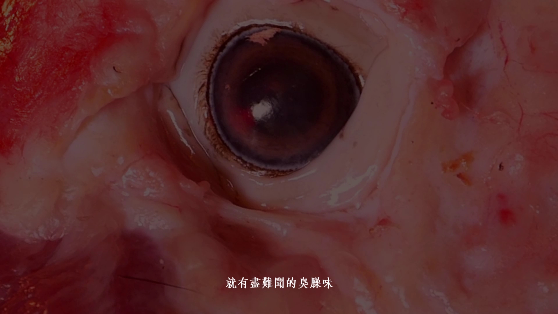 番肉考-5