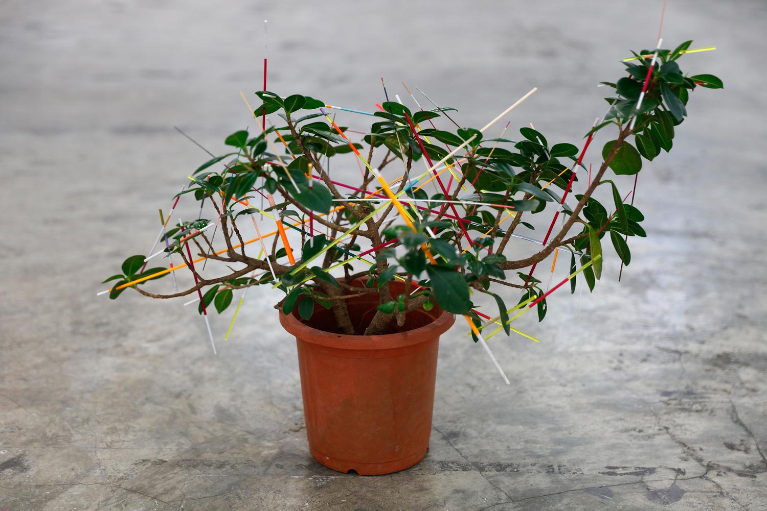 076_Bonsai-01-2016_Mia-Liu