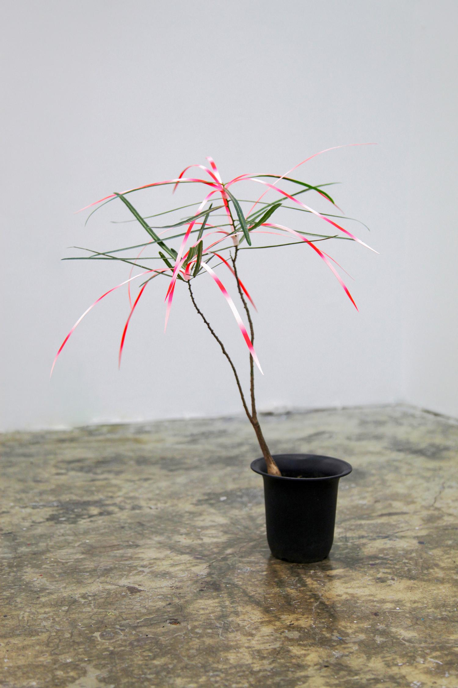 078_Bonsai-03-2016_Mia-Liu