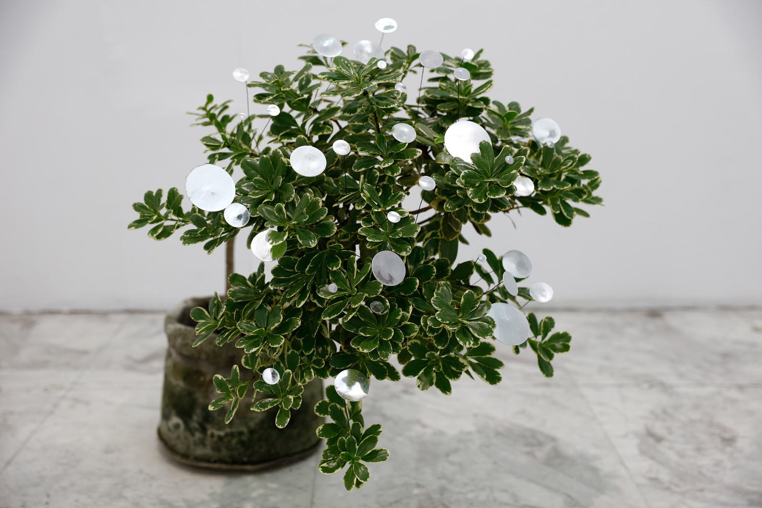 079_01_Bonsai-04-2016_Mia-Liu