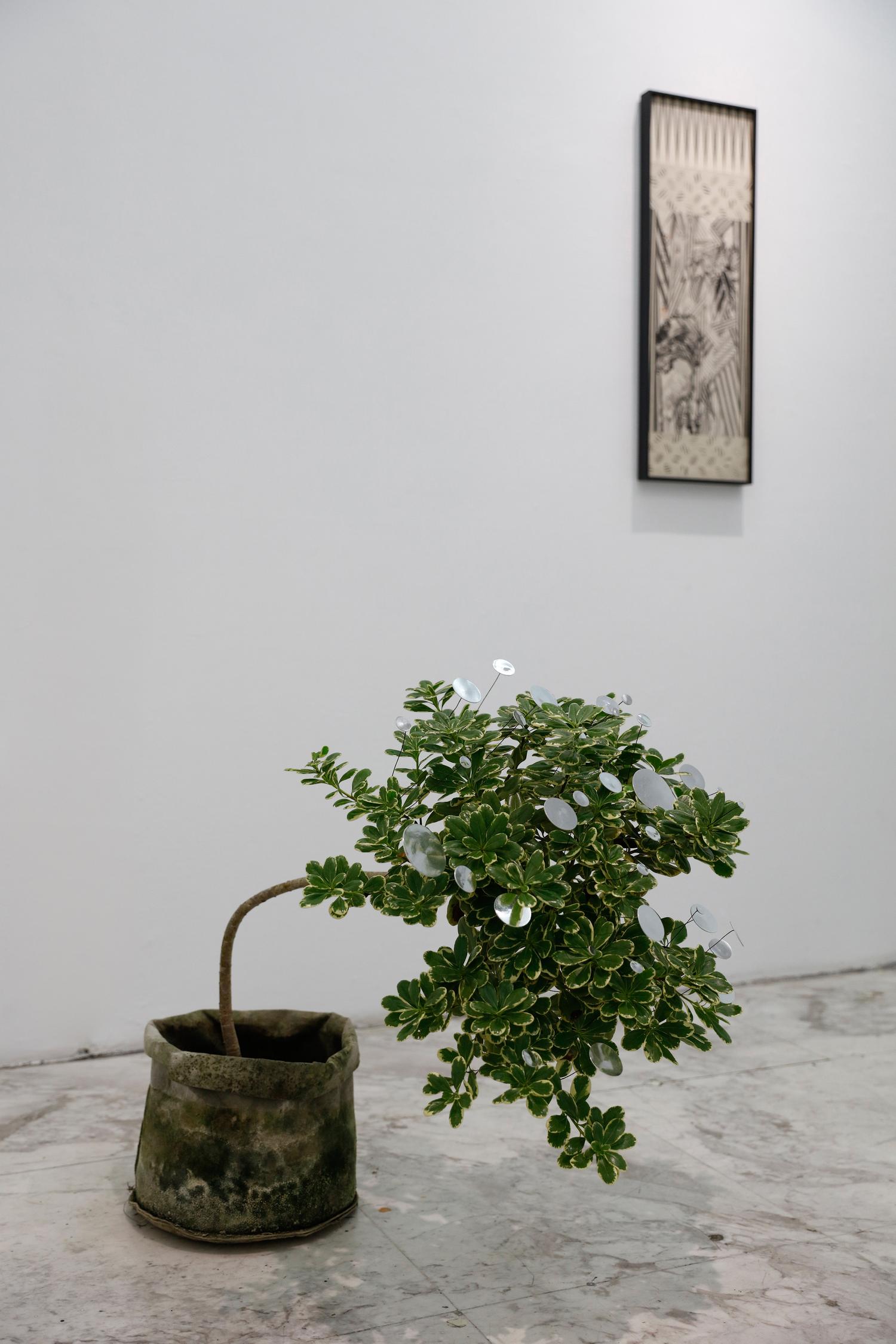 079_04_Bonsai-04-2016_Mia-Liu