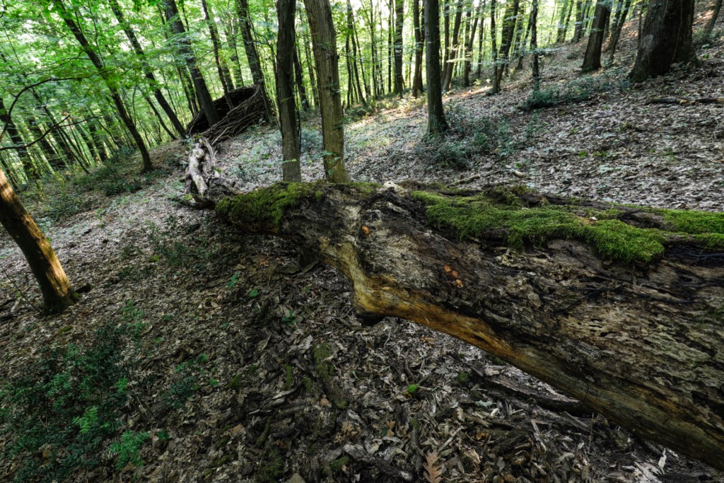 2019-07-forest-guardian-1-1024x768-1