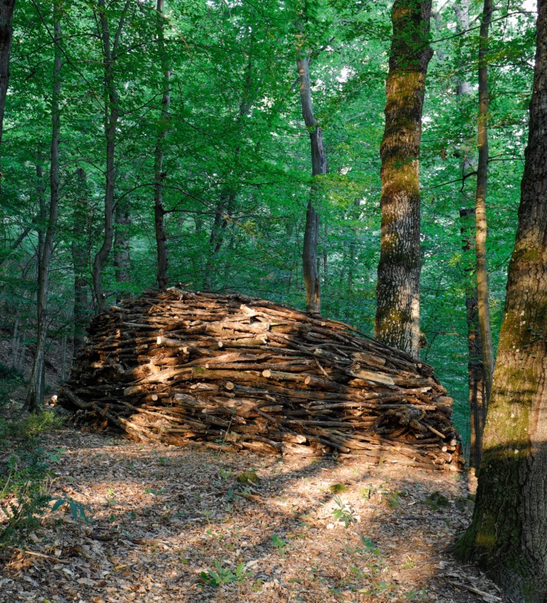 2019-07-forest-guardian-3-1024x768-1