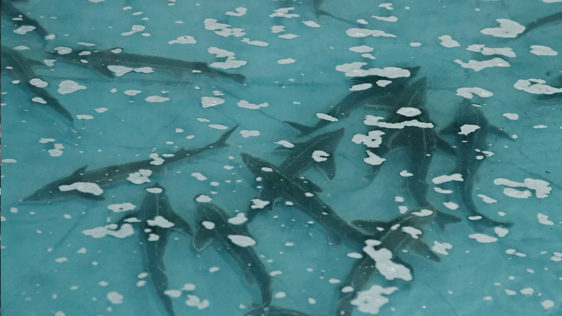 fish05