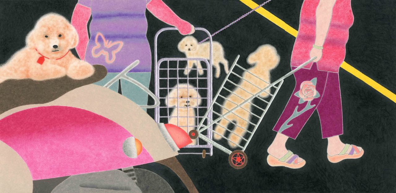 阿姨紫，貴賓紅