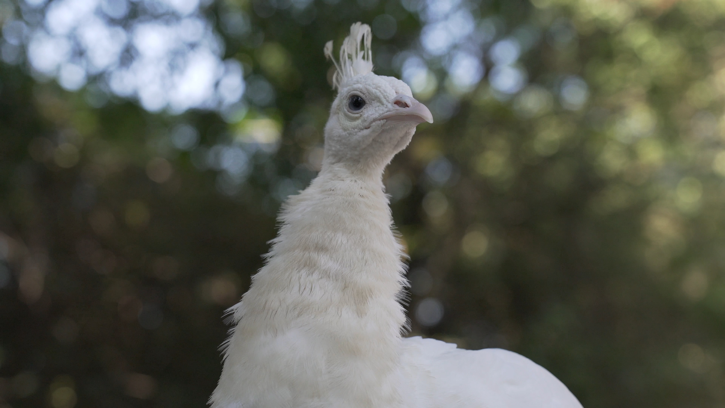 12珍鳥園計畫錄像截圖2
