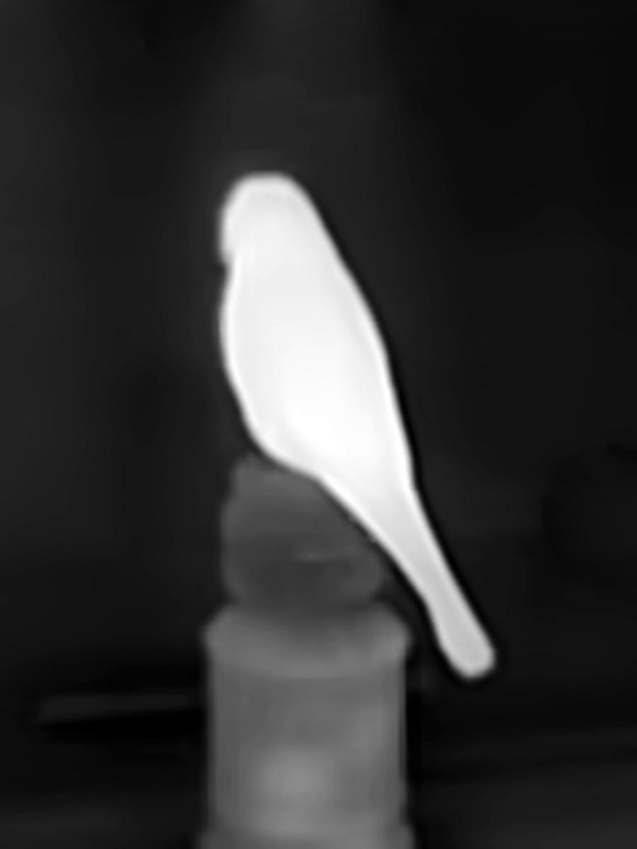 鳥