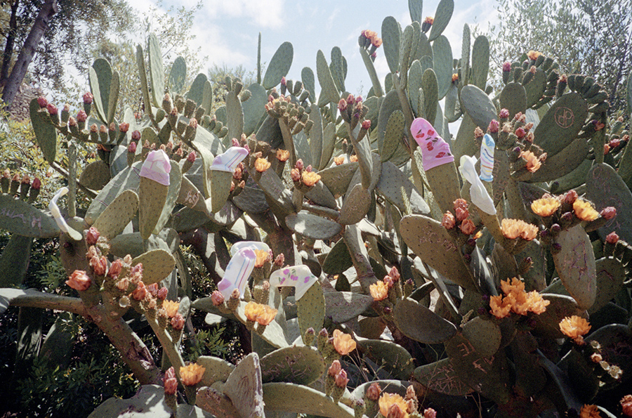 Cactus Dressing
