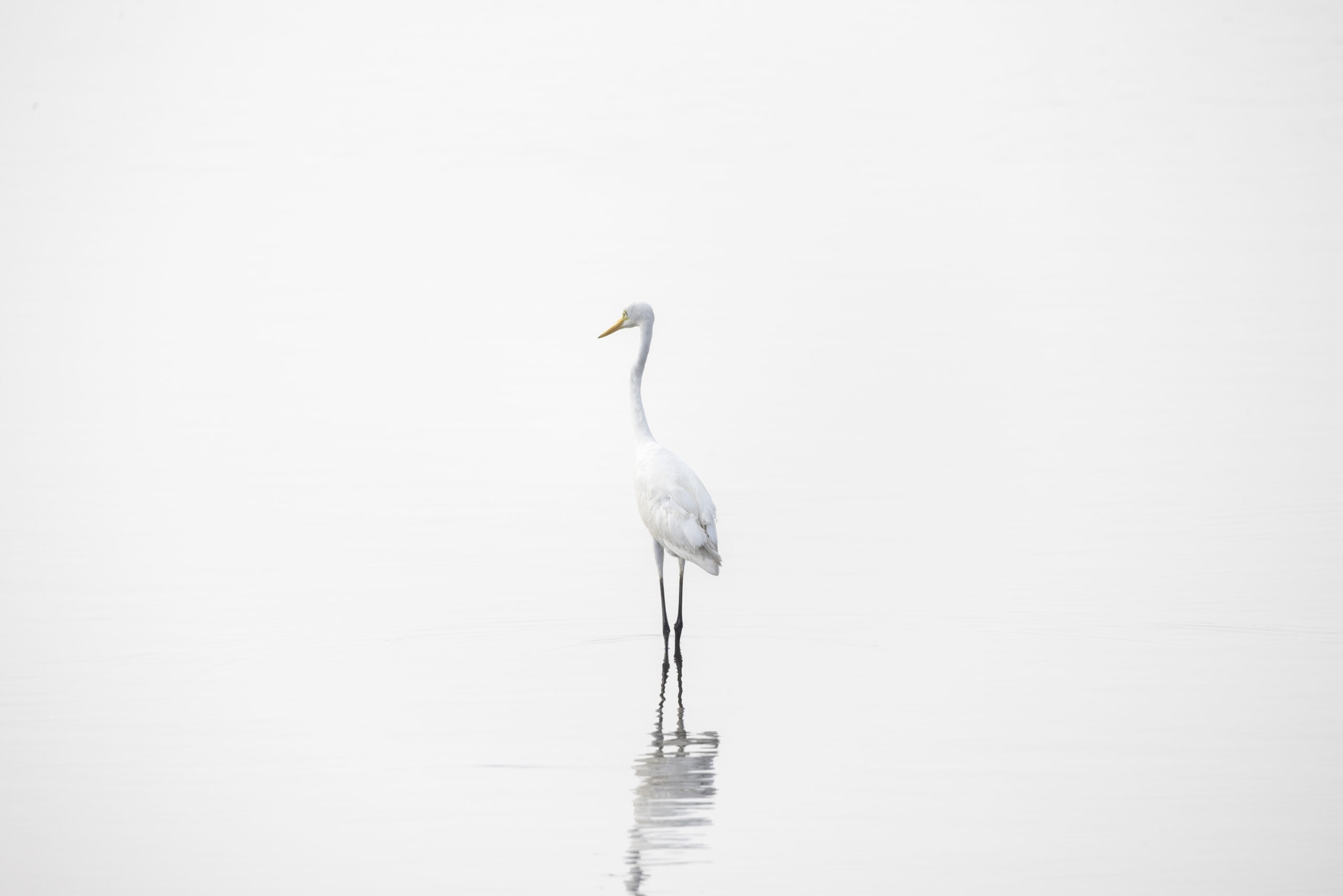 Dance of the Void（Aves）