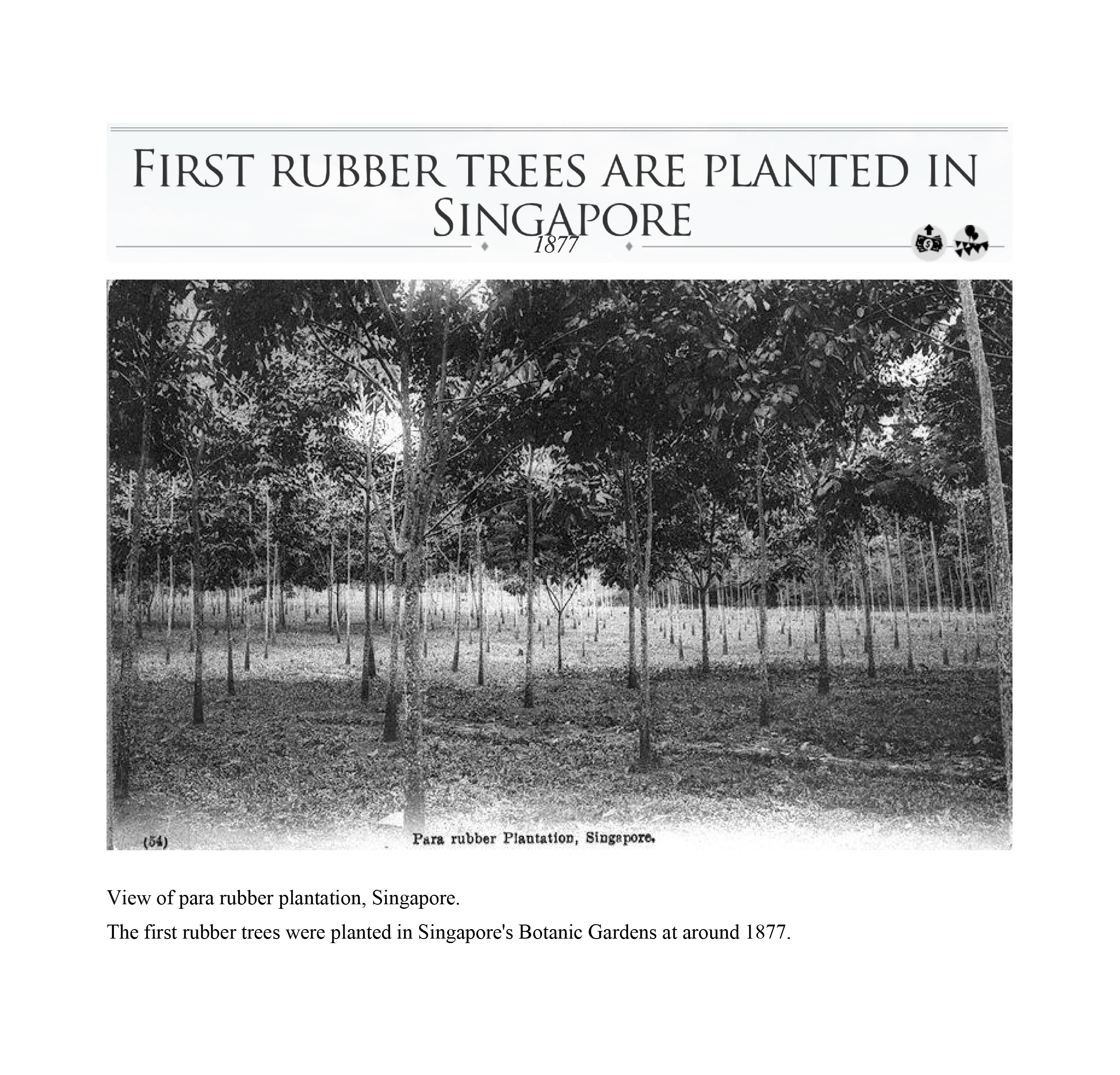 Rubber-Singapore