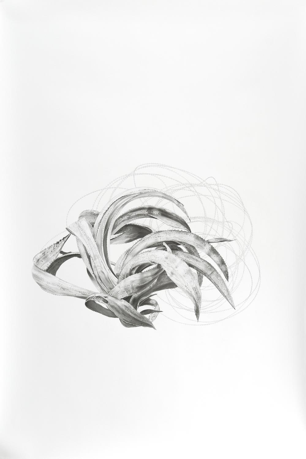 VII