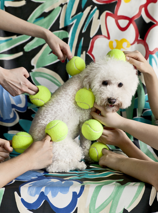 dog-white-900px