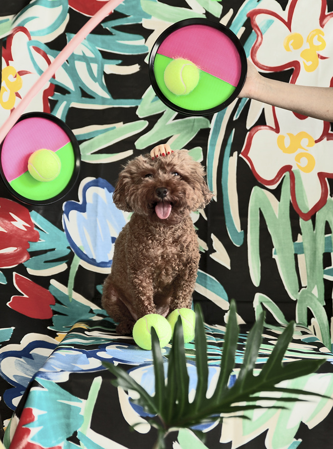 dog2-900px