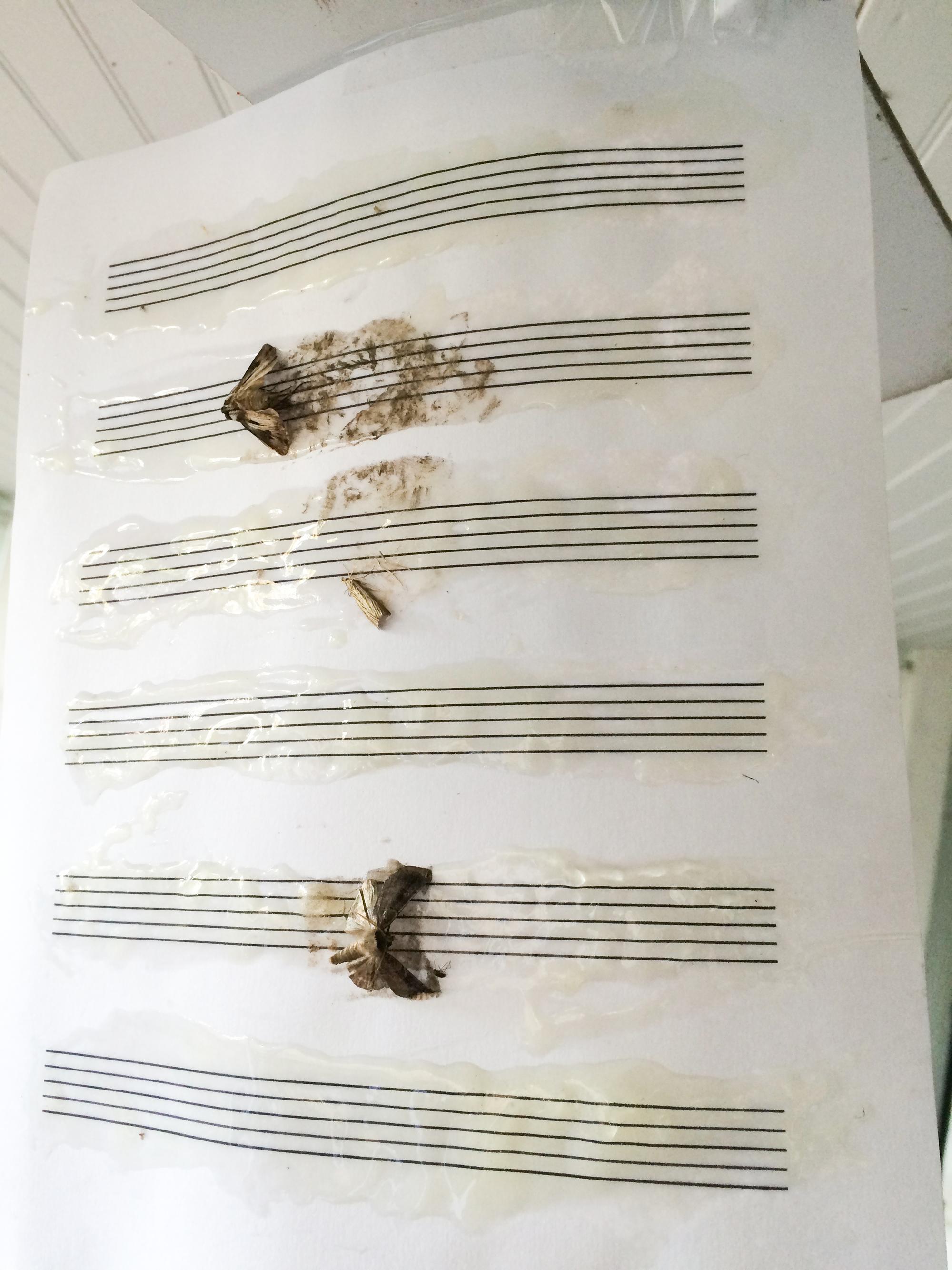 insectsonscore