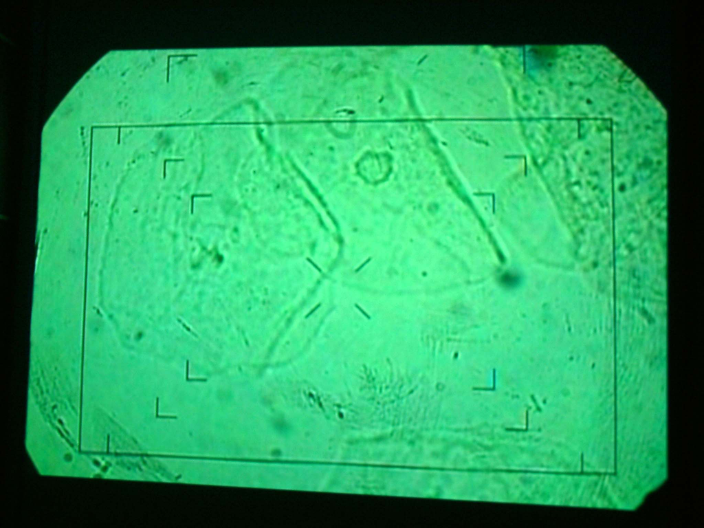 rock_cell_01