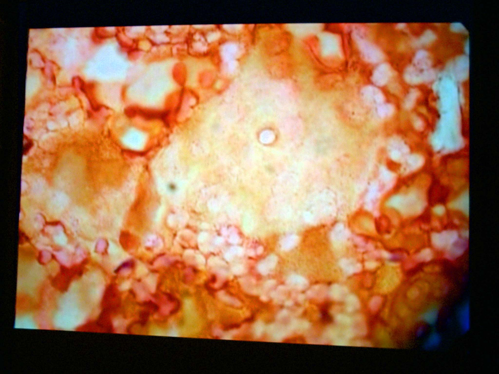 rock_cell_02