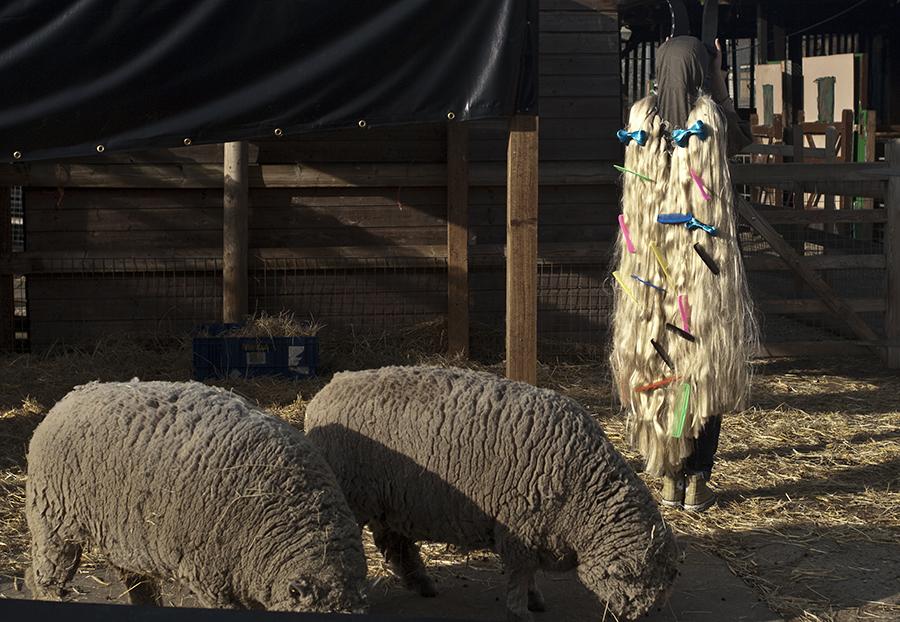 sheep-900_900