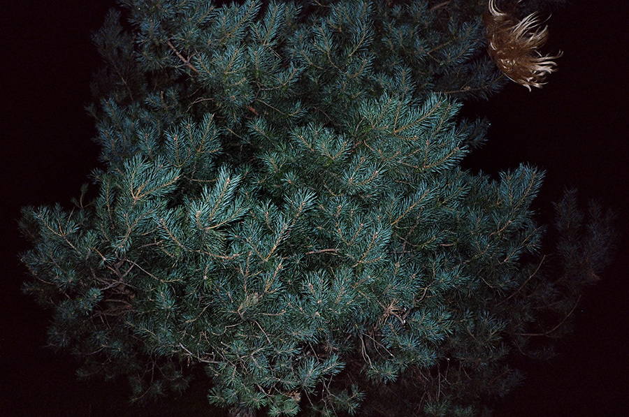 tree900_900