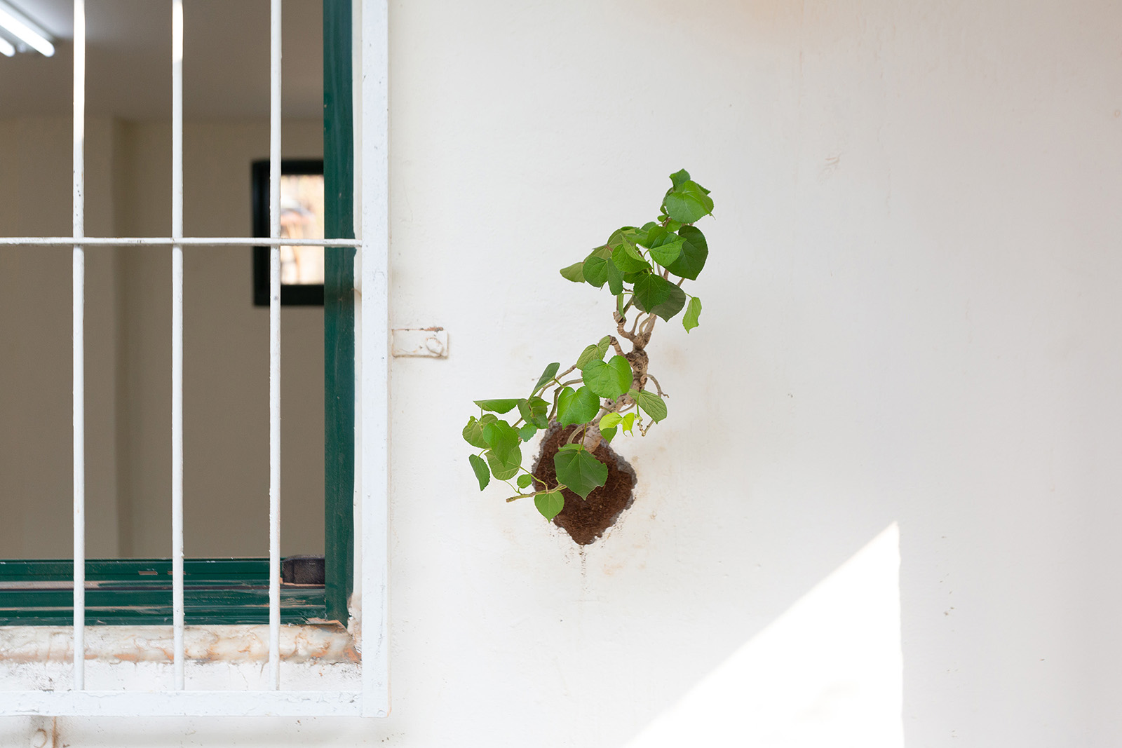 在牆上種一棵樹-13