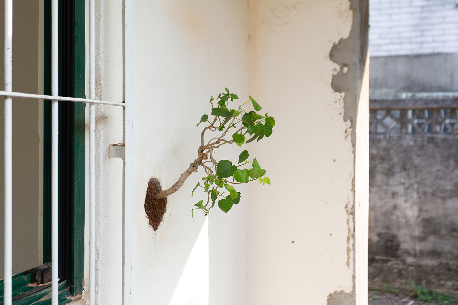 在牆上種一棵樹-14